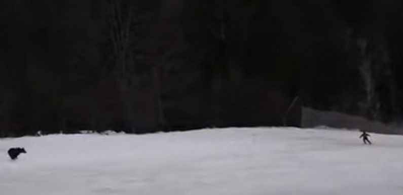 A Skier in Romania Was Chased Down the Slopes by a Bear — and the Scary Encounter Was Caught on Video