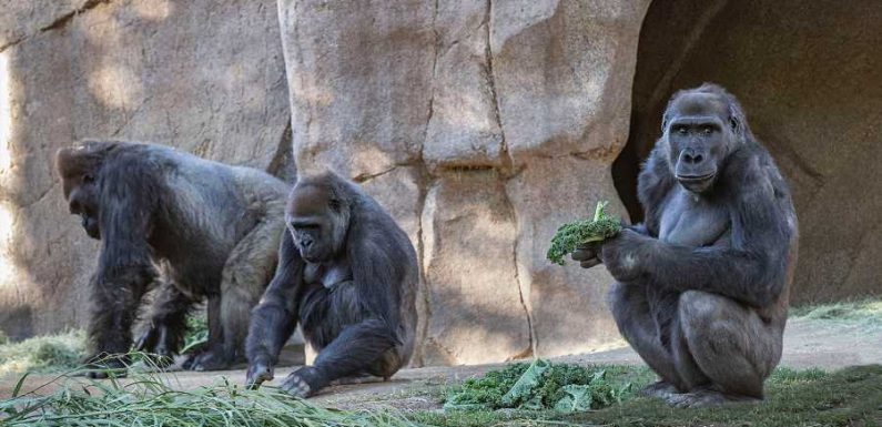Gorillas at San Diego Zoo Safari Park Test Positive for COVID-19