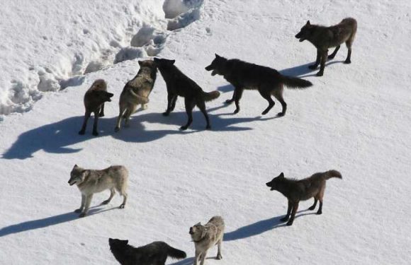 There's never been a better time to go wolf watching in Yellowstone