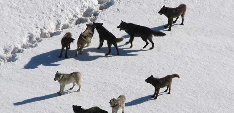 There's never been a better time to go wolf watching in Yellowstone