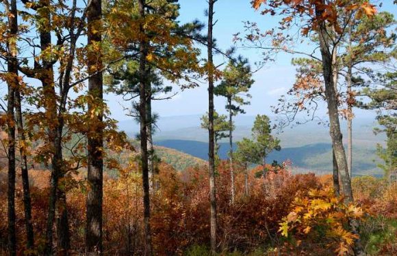 Oklahoma May Soon Have an Official Bigfoot Hunting Season — and a $25K Prize for Catching It