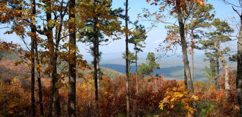 Oklahoma May Soon Have an Official Bigfoot Hunting Season — and a $25K Prize for Catching It