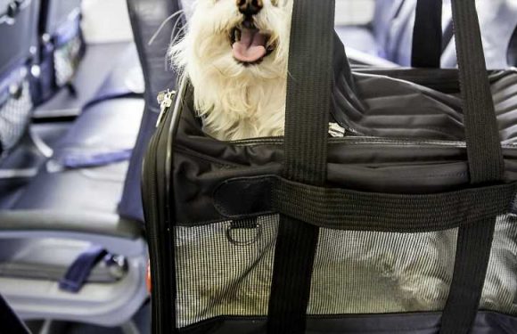 American Airlines Will No Longer Accept Emotional Support Animals on Flights