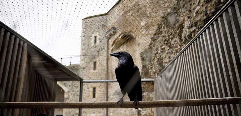 Superstitious Brits Are Worried About a Raven Disappearing From the Tower of London — Here's Why