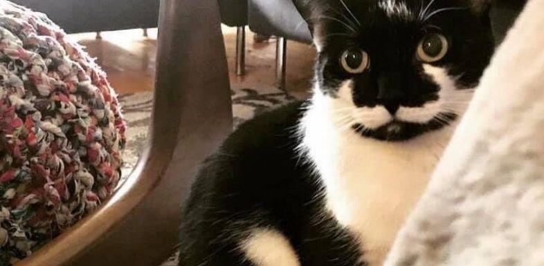 Cat found at airport 11 days after going missing