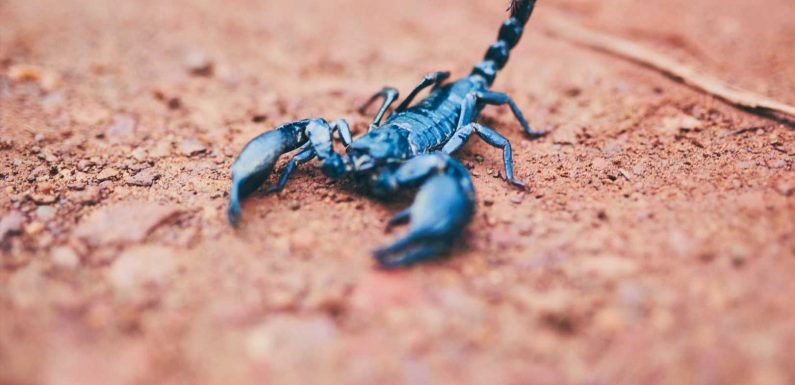 Passenger stung by scorpion during flight