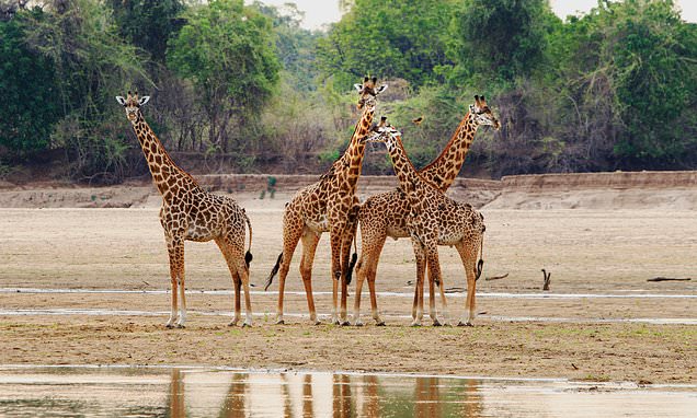 Why writer SIMON BARNES is dreaming of Chikoko River in Zambia