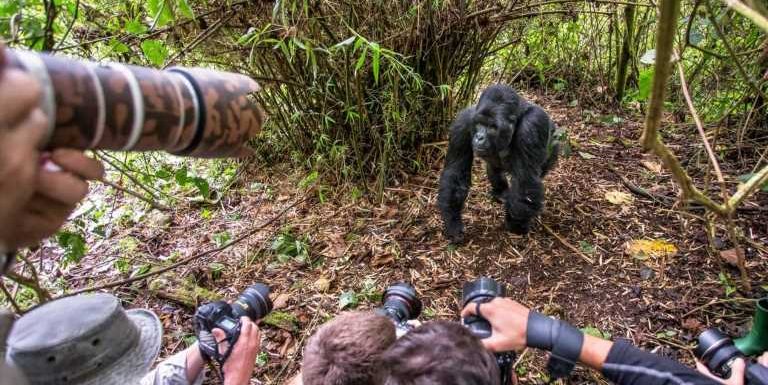 Selfie-taking tourists risk giving wild gorillas COVID-19, other diseases