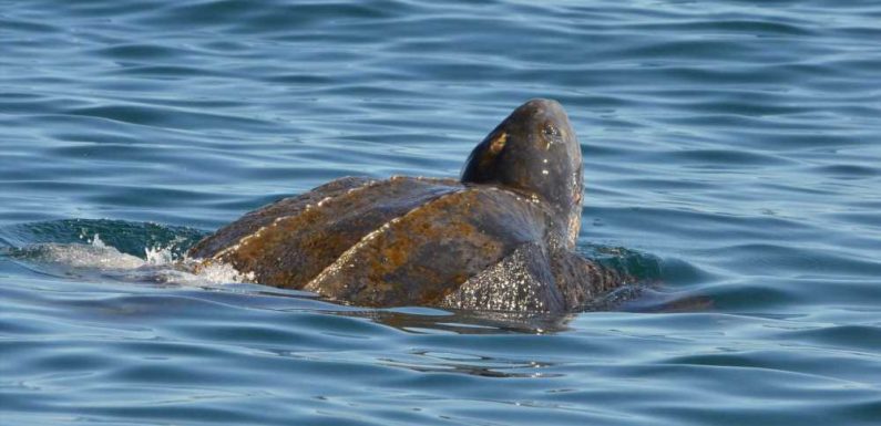 Florida Fisherman Hopes Footage of Leatherback Sea Turtle Feeding Amongst Plastic Sparks Change