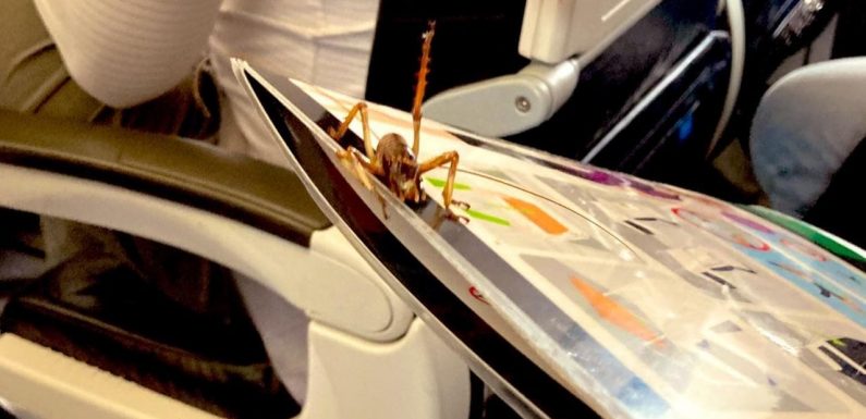 Weta on Air New Zealand flight goes viral