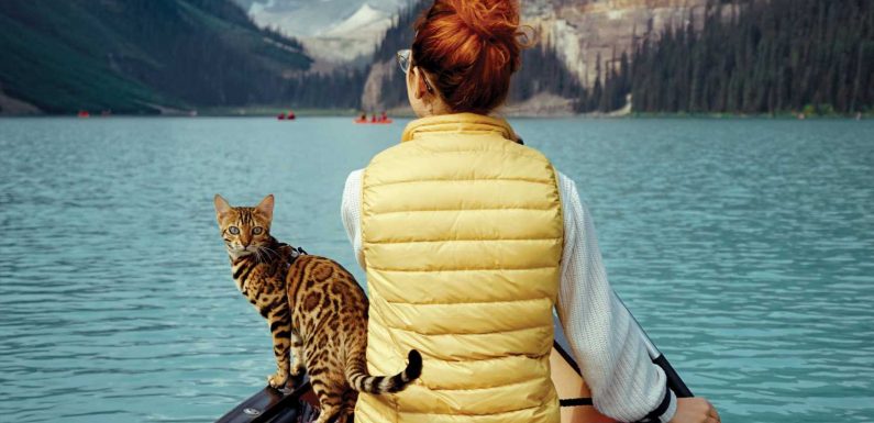Have cat, will travel: These #adventurecats love to surf, swim, hike and camp