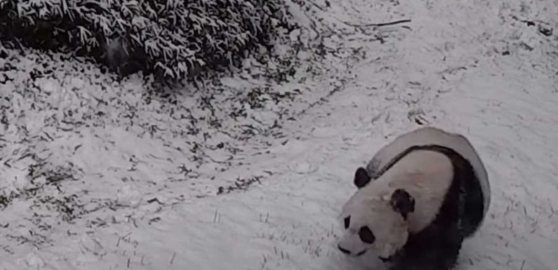 The National Zoo Pandas Had the Most Fun During This Week’s Snow Storms