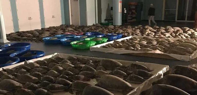 Volunteers Rescue Over 4,000 Sea Turtles During Record-breaking Winter Storm in Texas