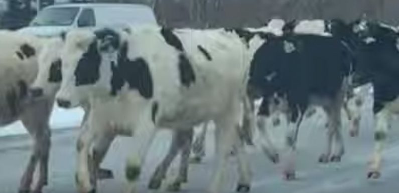 Indiana Cows Escape Farm, Run down Highway in Hilarious Video