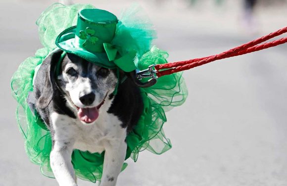 The 55 Best Instagram Captions to Celebrate St. Patrick’s Day