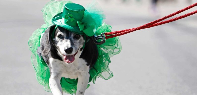 The 55 Best Instagram Captions to Celebrate St. Patrick’s Day