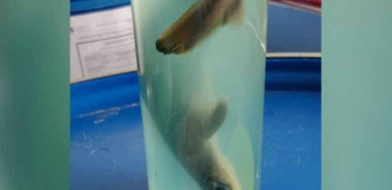 Airport security reveals its top 10 catches from baby sharks to live grenades