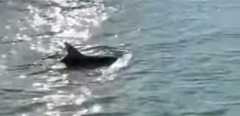 Dolphins spotted swimming in Venice lagoon