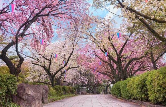 Japan's Cherry Blossoms Are Expected to Bloom Earlier Than Usual This Year