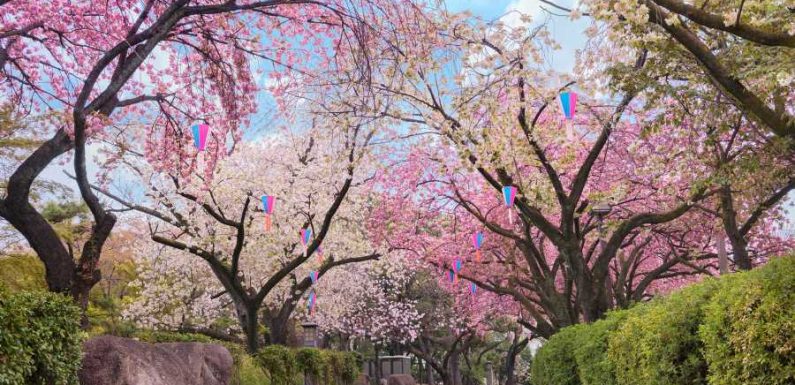 Japan's Cherry Blossoms Are Expected to Bloom Earlier Than Usual This Year