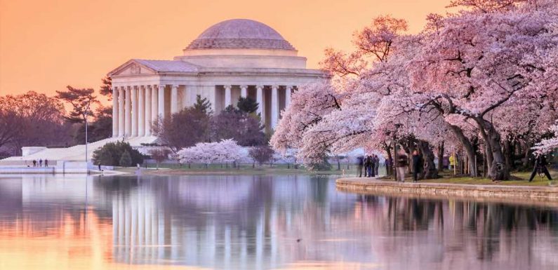 A 2021 Guide to Seeing Cherry Blossoms in Washington, D.C.