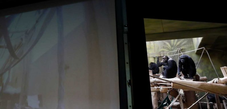 Monkey see, monkey Zoom: Czech zoo offers its chimps video playdates with other primates