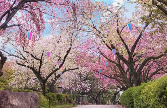Japan’s Cherry Blossoms Are Expected to Bloom Earlier Than Usual This Year