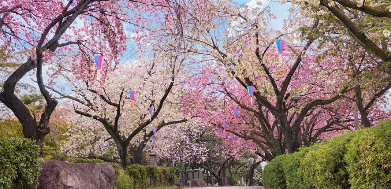 Japan’s Cherry Blossoms Are Expected to Bloom Earlier Than Usual This Year
