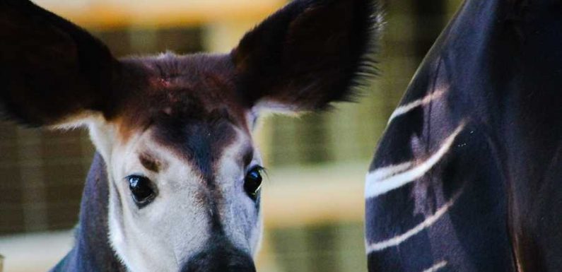 A Rare Baby Okapi Was Born in England — Watch the Zoo's Adorable Video