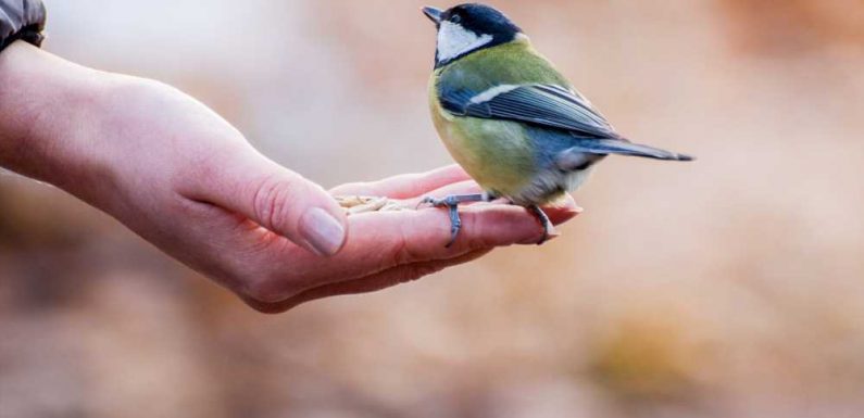 Science Says Being Surrounded by Birds Can Make You Happier