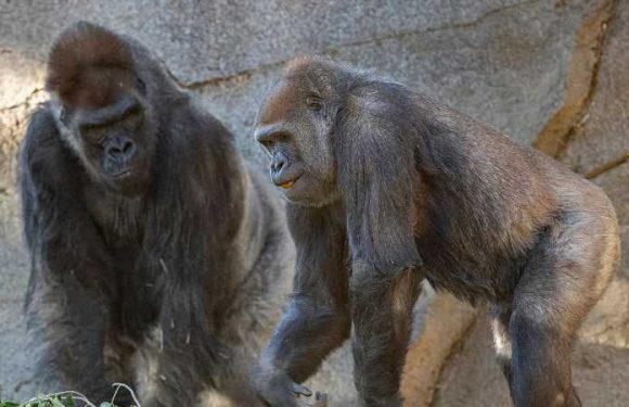 Gorillas at San Diego Zoo Receive First Experimental COVID-19 Vaccine for Animals