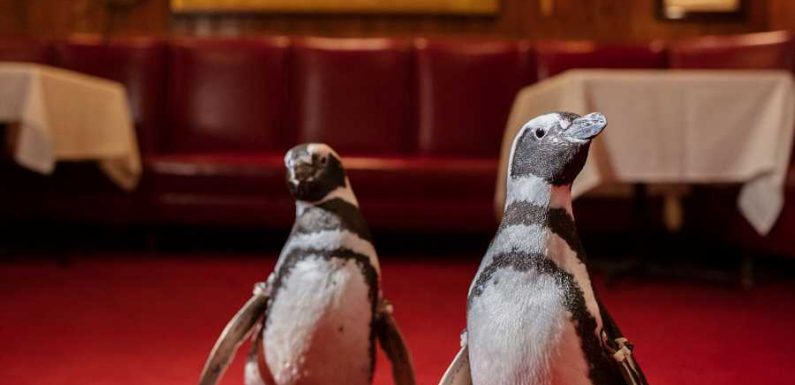 These Adorable Penguins Took a Field Trip to a Popular Chicago Seafood Restaurant for a Very Good Cause