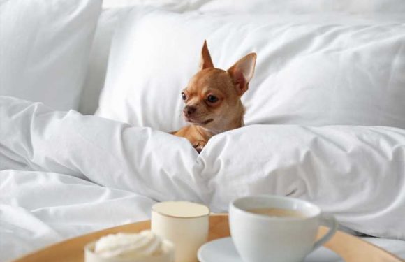 9 Tips for Finding Pet-Friendly Airbnb and Vacation Rentals
