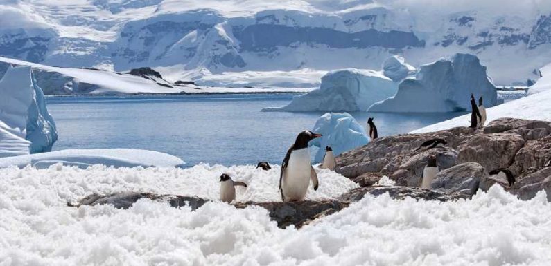 Get Married in Antarctica Next Valentine's Day With Penguins and Seals