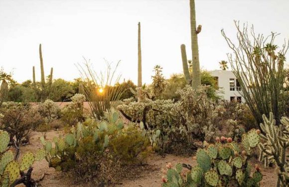 The Magic of the Desert Comes to Life at This Airbnb Tucked Away in a Saguaro Cactus Forest