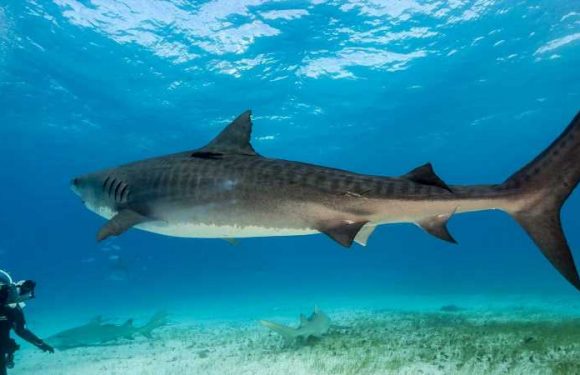 7 Amazing Shark Experiences Around the World