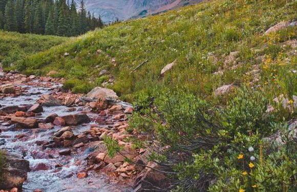 The Best Dog-friendly Hikes in the U.S. – From Easy Loops to Tougher Treks