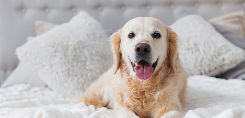 This Hotel Brand Is Looking for a 'Camera-ready Pup' To Be Its New Ambassador