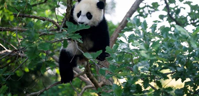 The National Zoo Reopened — and Everybody Is Obsessed With Its New Baby Panda