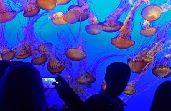 Tickets are moving fast and virtual lines are filling up after Monterey Bay Aquarium announces its reopening