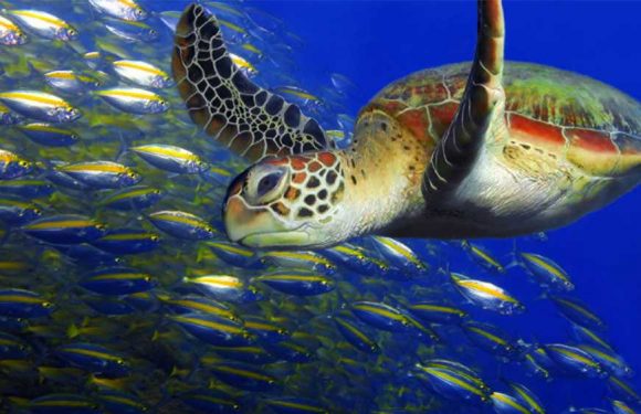 Resorts in Aruba and Nevis focus on the sea-turtle experience