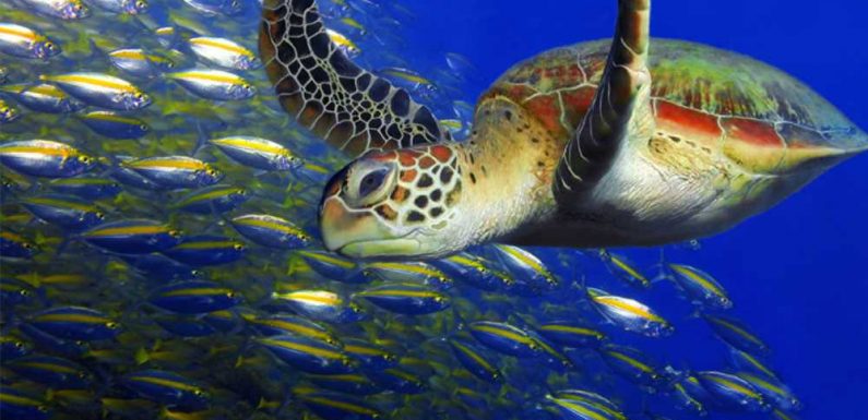 Resorts in Aruba and Nevis focus on the sea-turtle experience