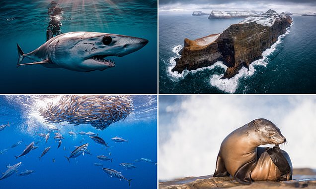 The winning images in the UN World Oceans Day photo contest revealed