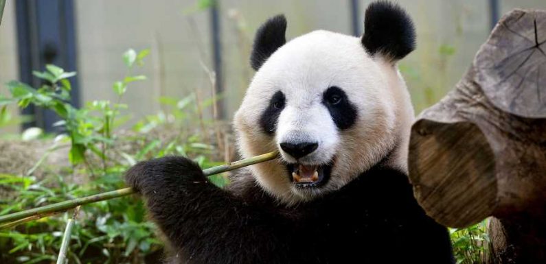 Tokyo's Ueno Zoo Welcomes Twin Panda Cubs