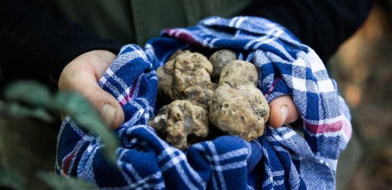 This Brand-new Hotel in Italy Is Home to the World's First Truffle Concierge
