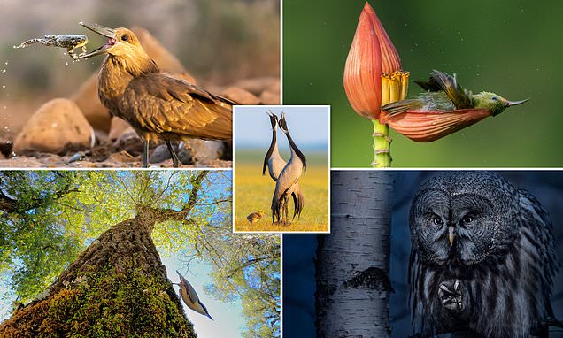 Magnificent winners of the 2021 Bird Photographer of the Year revealed
