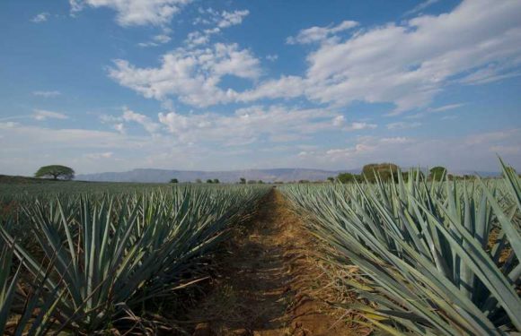 Tequila is named Latin America's first Smart Tourist Destination