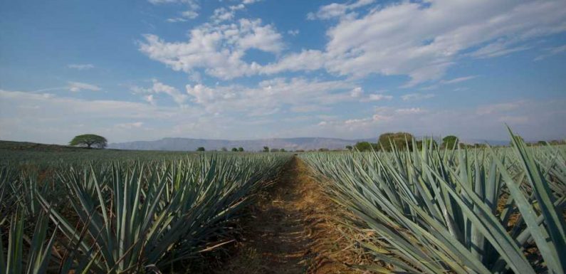 Tequila is named Latin America's first Smart Tourist Destination