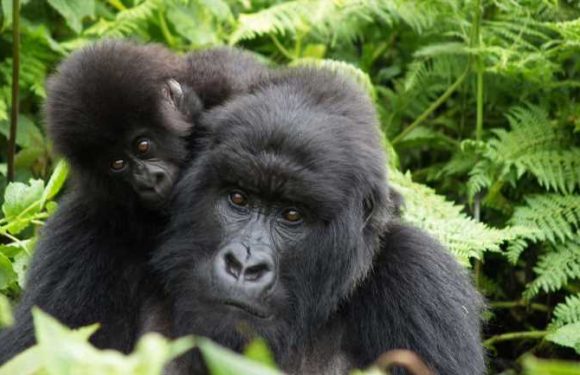 Explore Rwanda with Dian Fossey's colleagues