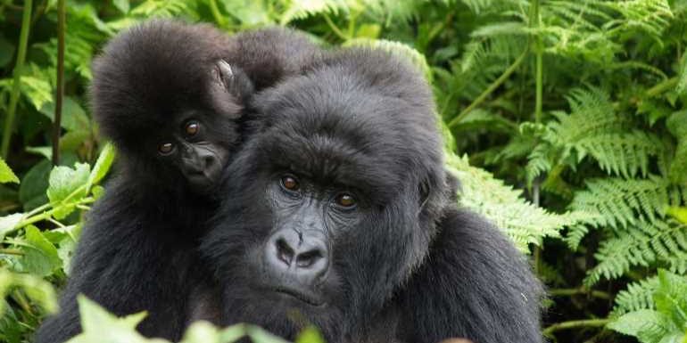 Explore Rwanda with Dian Fossey's colleagues